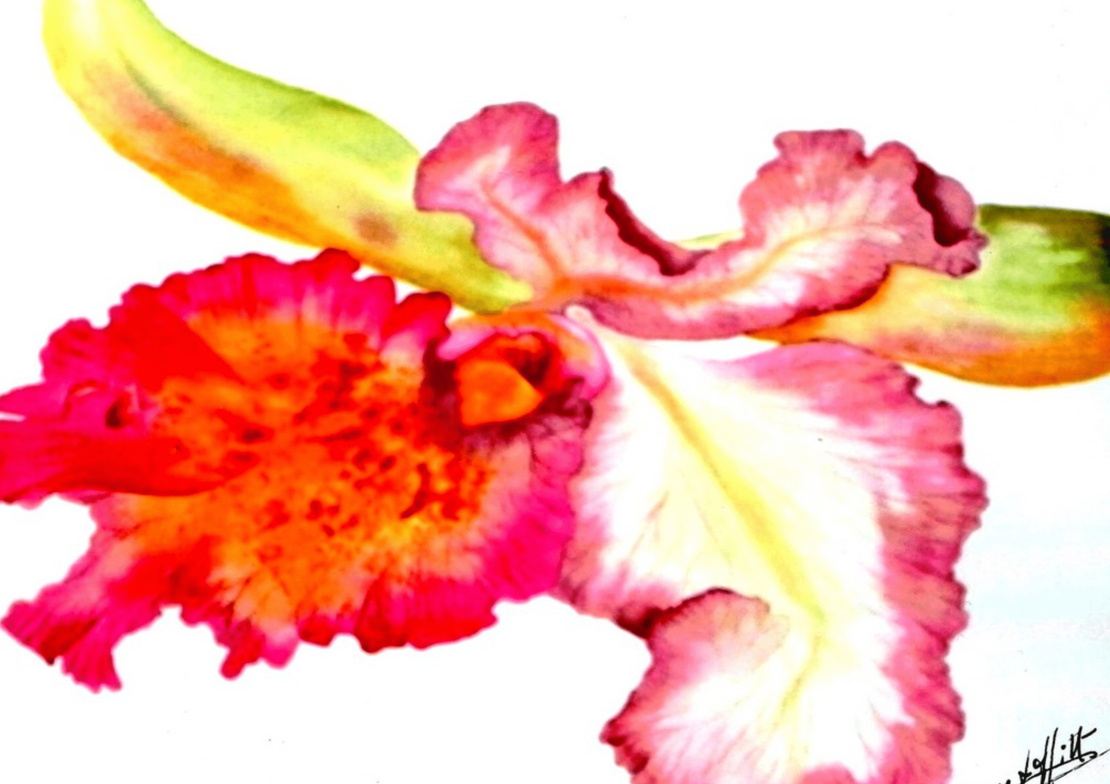 Orchidée | Peinture Aquarelle 40×30 cm
