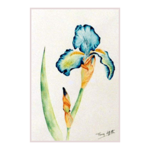 Iris 92 | Peinture Aquarelle 40x30 cm